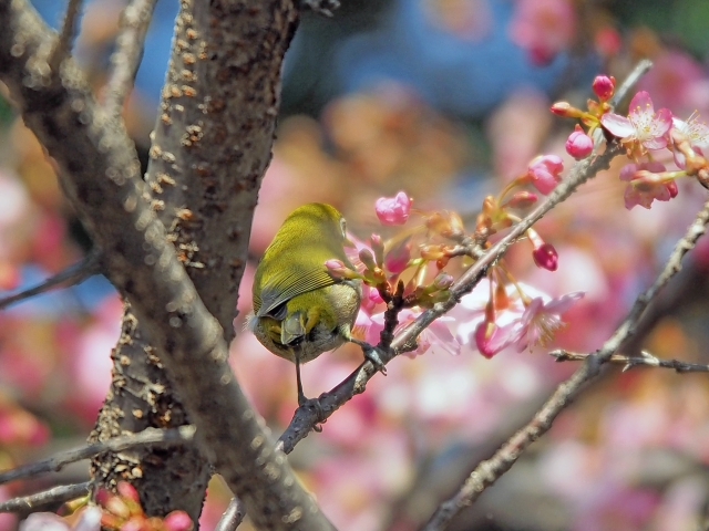 鳥さんたちの春 家の近所 鳥さんたちの春 家の近所