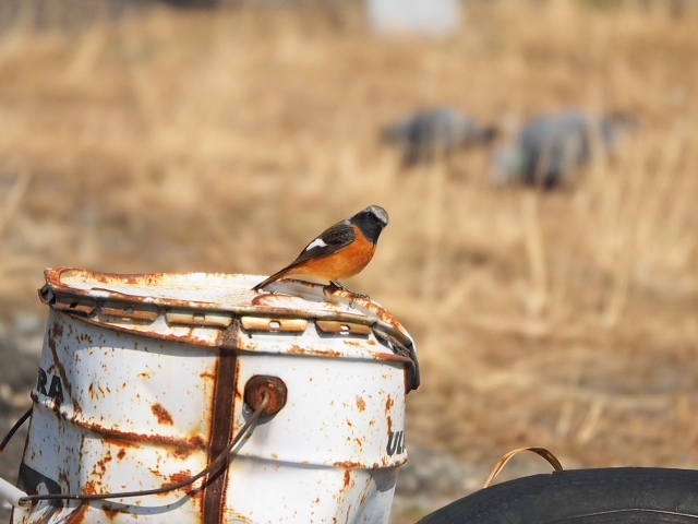 鳥さんたちの春 家の近所 鳥さんたちの春 家の近所