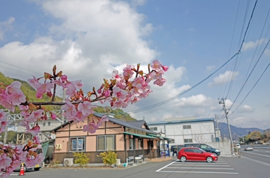 そば定シャケフライタルタル 桜が咲いた ごはん屋さくら そば定シャケフライタルタル 桜が咲いた ごはん屋さくら