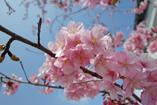 そば定シャケフライタルタル 桜が咲いた ごはん屋さくら そば定シャケフライタルタル 桜が咲いた ごはん屋さくら