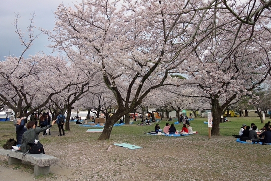 静岡にも優雅にお花見の舟が♪ 葵舟 春の陣~駿府堀めぐり~ 静岡にも優雅にお花見の舟が♪ 葵舟 春の陣~駿府堀めぐり~