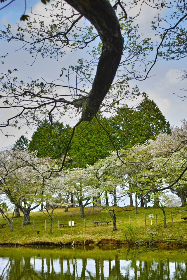 桜は見頃を過ぎていたけれど・・・・・ 富士市の公園 桜は見頃を過ぎていたけれど・・・・・ 富士市の公園