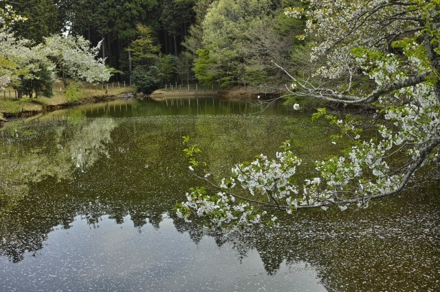 桜は見頃を過ぎていたけれど・・・・・ 富士市の公園 桜は見頃を過ぎていたけれど・・・・・ 富士市の公園