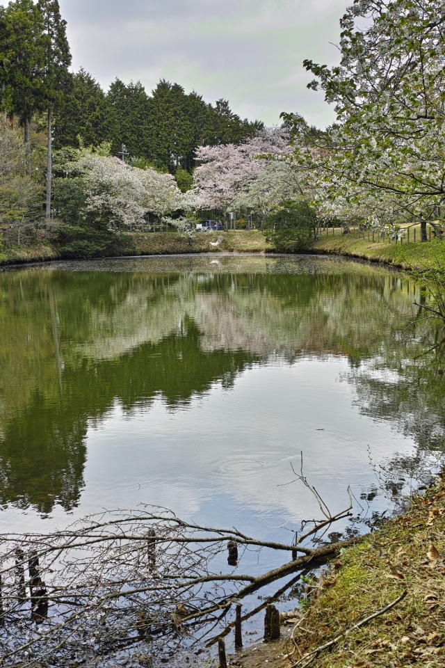 桜は見頃を過ぎていたけれど・・・・・ 富士市の公園 桜は見頃を過ぎていたけれど・・・・・ 富士市の公園