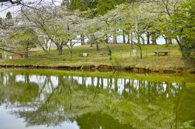 桜は見頃を過ぎていたけれど・・・・・ 富士市の公園 桜は見頃を過ぎていたけれど・・・・・ 富士市の公園