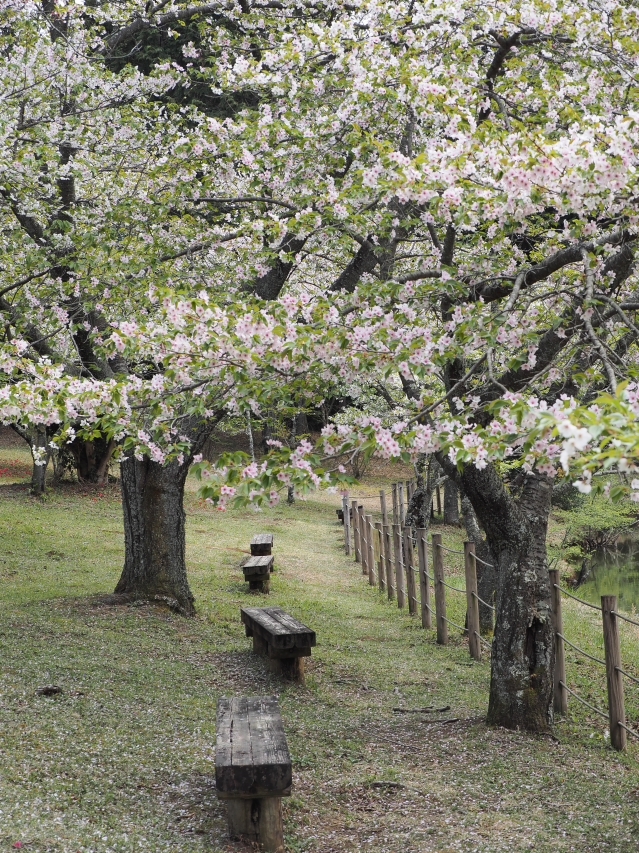 桜は見頃を過ぎていたけれど・・・・・ 富士市の公園 桜は見頃を過ぎていたけれど・・・・・ 富士市の公園