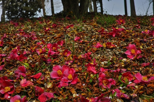 桜は見頃を過ぎていたけれど・・・・・ 富士市の公園 桜は見頃を過ぎていたけれど・・・・・ 富士市の公園