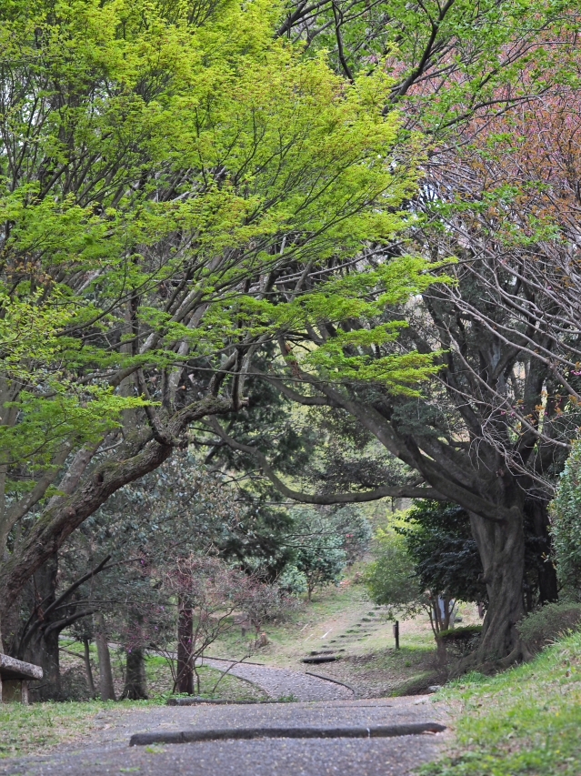 明星山公園の春 2018 明星山公園の春 2018