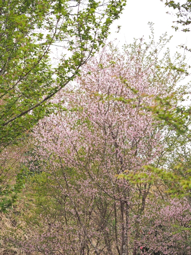 明星山公園の春 2018 明星山公園の春 2018