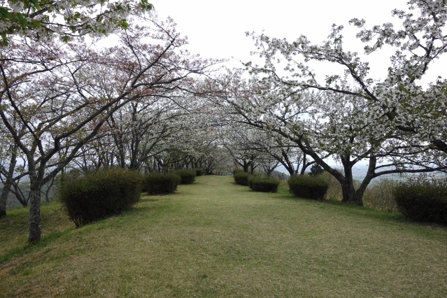 明星山公園の春 2018 明星山公園の春 2018
