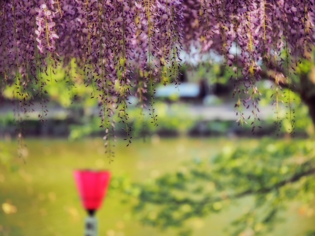 ちょっとピーク過ぎだけど甘い香りが漂う 蓮華寺池公園 ちょっとピーク過ぎだけど甘い香りが漂う 蓮華寺池公園