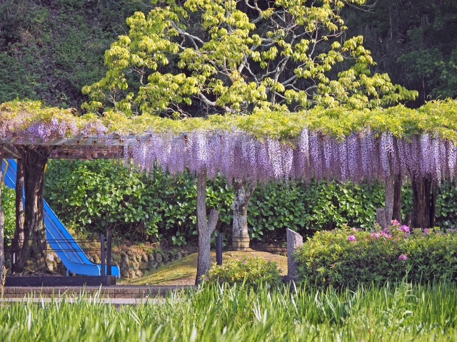 ちょっとピーク過ぎだけど甘い香りが漂う 蓮華寺池公園 ちょっとピーク過ぎだけど甘い香りが漂う 蓮華寺池公園