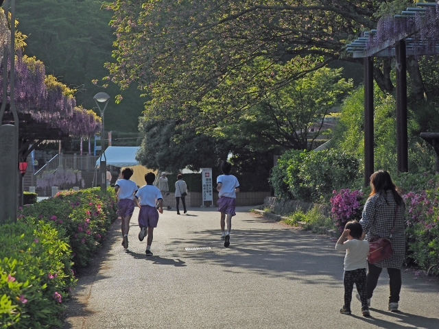 ちょっとピーク過ぎだけど甘い香りが漂う 蓮華寺池公園 ちょっとピーク過ぎだけど甘い香りが漂う 蓮華寺池公園