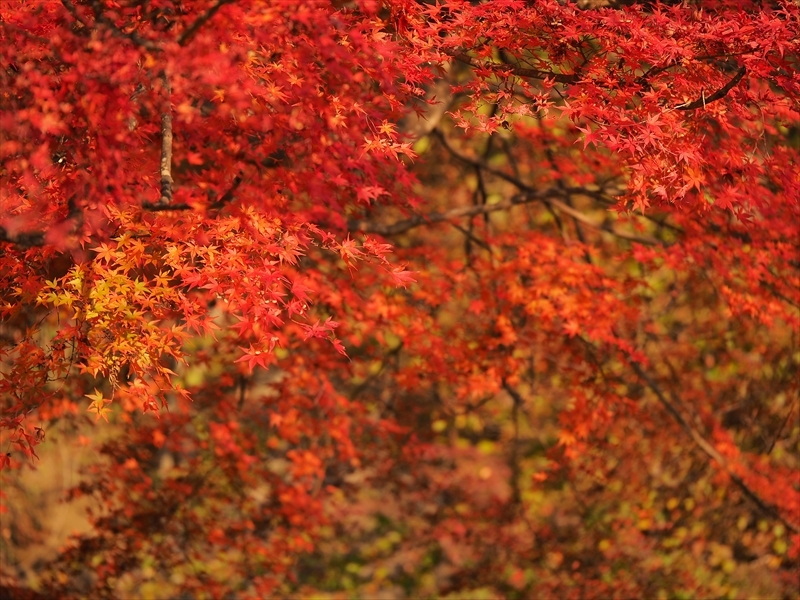 まっかっかなモミジ　紅葉の丹沢湖・NO1