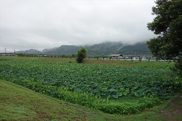 麻機ハスの池 麻機ハスの池