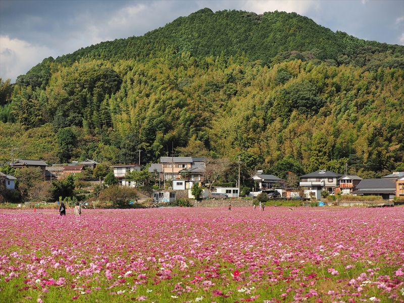 岡部のコスモス畑 2020年 岡部のコスモス畑 2020年