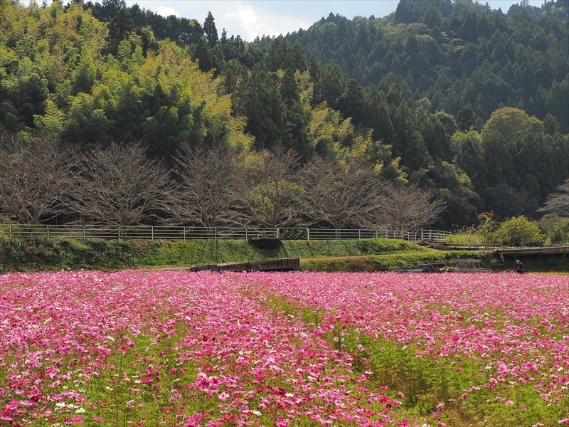 岡部のコスモス畑 2020年 岡部のコスモス畑 2020年