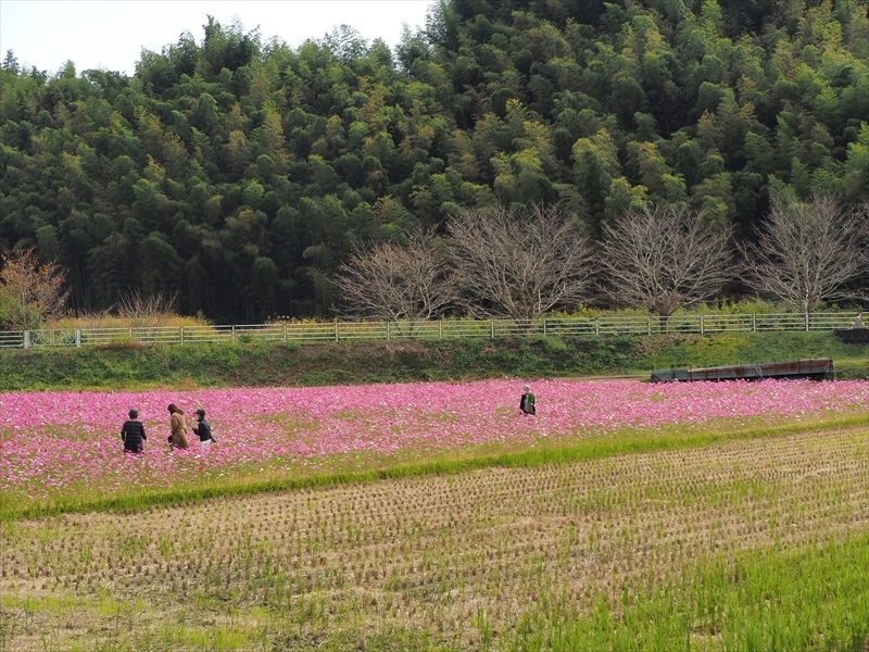 岡部のコスモス畑 2020年 岡部のコスモス畑 2020年