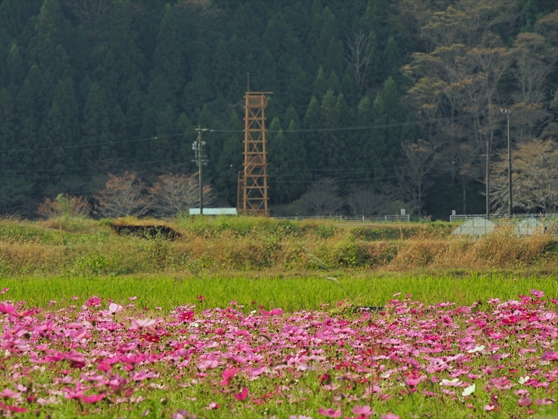 岡部のコスモス畑 2020年 岡部のコスモス畑 2020年