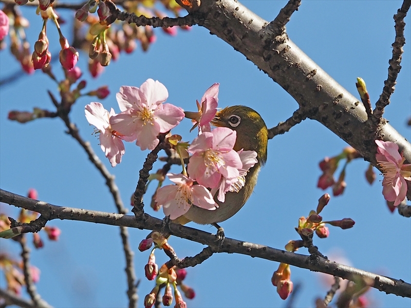 メジロちゃん来てます 今年も咲き始めました 家の近所の河津桜 メジロちゃん来てます 今年も咲き始めました 家の近所の河津桜