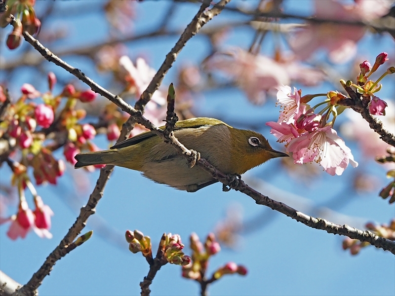 メジロちゃん来てます 今年も咲き始めました 家の近所の河津桜 メジロちゃん来てます 今年も咲き始めました 家の近所の河津桜