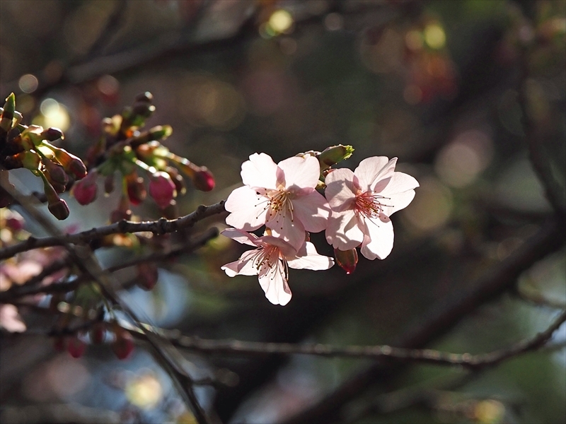 メジロちゃん来てます 今年も咲き始めました 家の近所の河津桜 メジロちゃん来てます 今年も咲き始めました 家の近所の河津桜