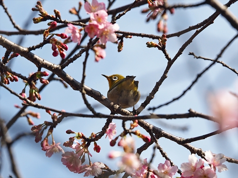 メジロちゃん来てます 今年も咲き始めました 家の近所の河津桜 メジロちゃん来てます 今年も咲き始めました 家の近所の河津桜