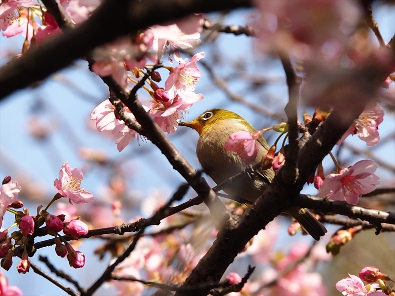 メジロちゃん来てます 今年も咲き始めました 家の近所の河津桜 メジロちゃん来てます 今年も咲き始めました 家の近所の河津桜