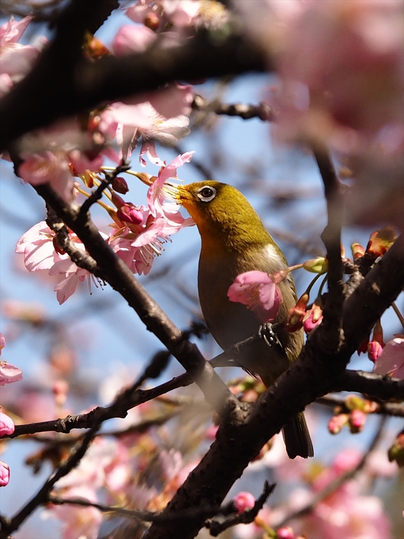 メジロちゃん来てます 今年も咲き始めました 家の近所の河津桜 メジロちゃん来てます 今年も咲き始めました 家の近所の河津桜
