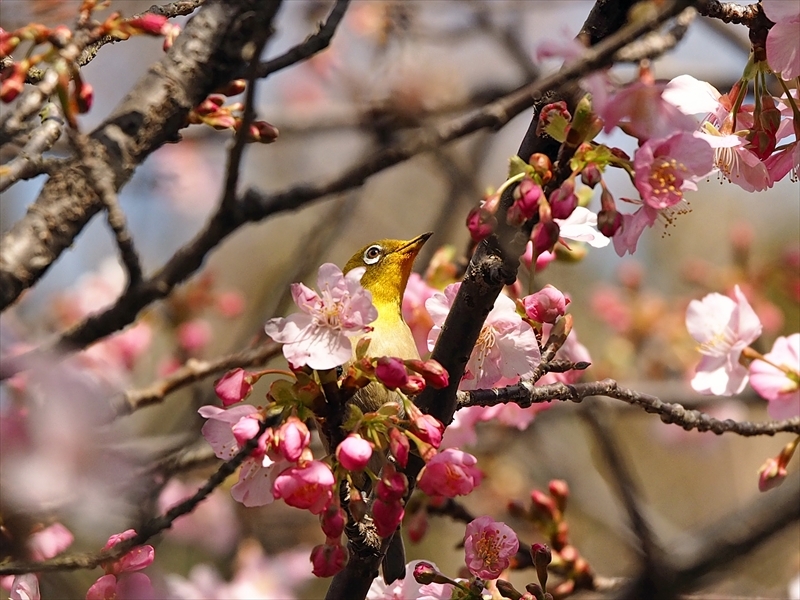メジロちゃん来てます 今年も咲き始めました 家の近所の河津桜 メジロちゃん来てます 今年も咲き始めました 家の近所の河津桜