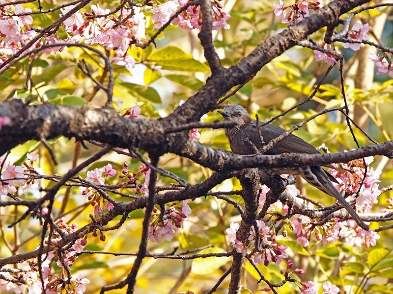 メジロちゃん来てます 今年も咲き始めました 家の近所の河津桜 メジロちゃん来てます 今年も咲き始めました 家の近所の河津桜