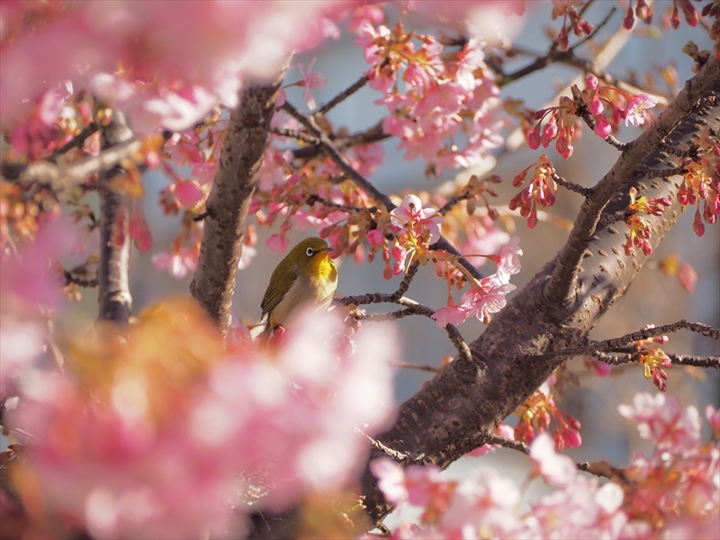 家の近所の河津桜のメジロちゃん　NO3　2022