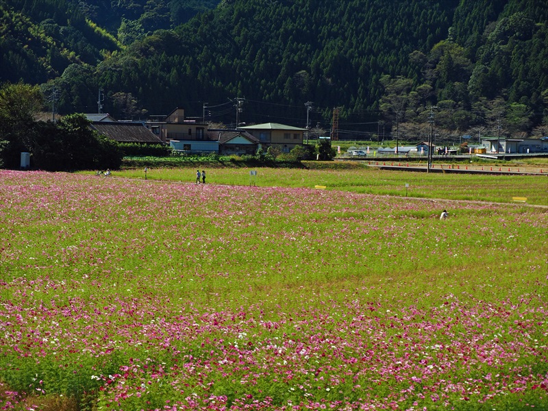 もういいよ~♪ コスモスまつり 岡部町殿地区 もういいよ~♪ コスモスまつり 岡部町殿地区