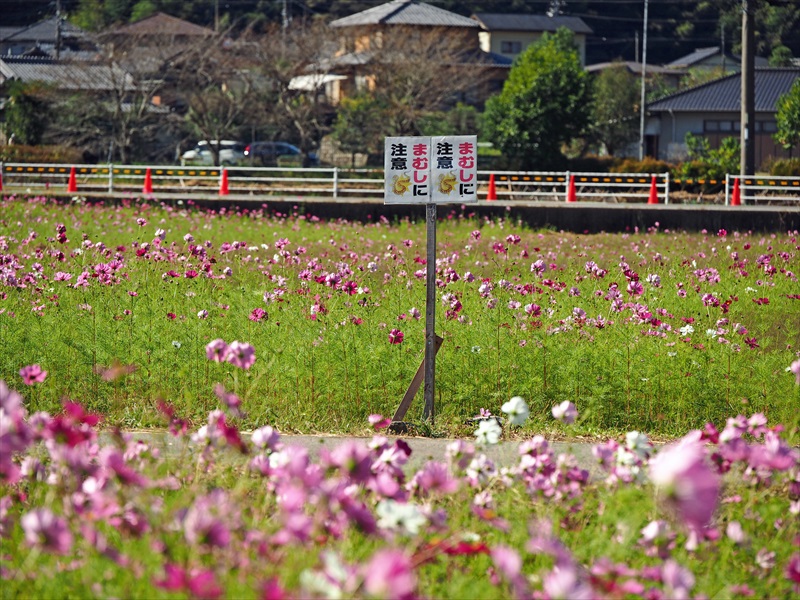 もういいよ~♪ コスモスまつり 岡部町殿地区 もういいよ~♪ コスモスまつり 岡部町殿地区