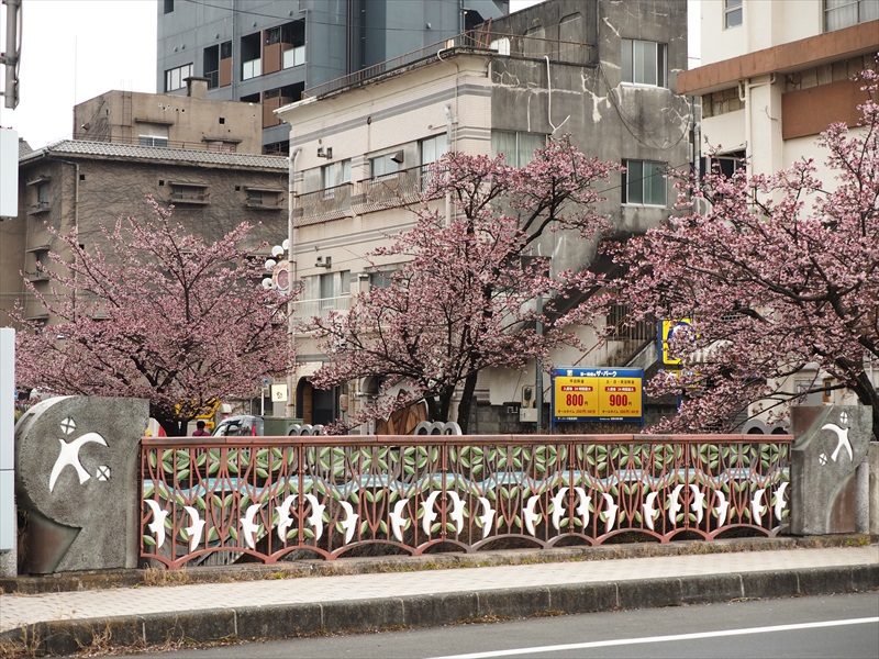 早咲きの熱海桜　糸川