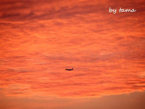 夕焼けと飛行機♪ 中部国際空港セントレアフォトの予告?