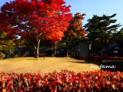 秋色探しに♪ 第2弾 ”赤色みっけ” 山中湖の紅葉
