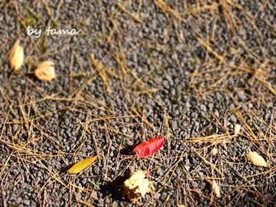 秋色探しに♪ 第2弾 ”赤色みっけ” 山中湖の紅葉