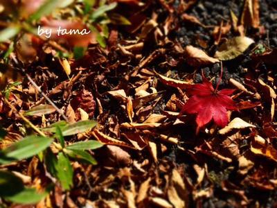 秋色探しに♪ 第2弾 ”赤色みっけ” 山中湖の紅葉