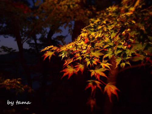 マイ動画♪ 2012年山中湖紅葉まつり スライドフォト&オルゴール曲