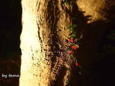 紅葉情報♪ 熱海梅園もみじまつり しのび逢い