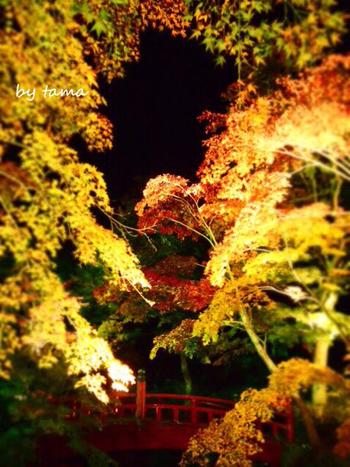 紅葉情報♪ 熱海梅園もみじまつり しのび逢い
