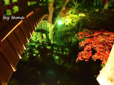 紅葉情報♪ 熱海梅園もみじまつり しのび逢い