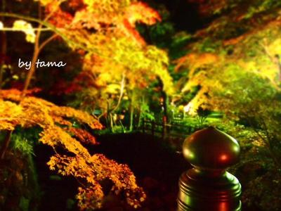 紅葉情報♪ 熱海梅園もみじまつり しのび逢い