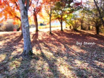 紅葉 田貫湖 まだいいよ♪ もみじフォトとか富士山