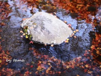 紅葉 田貫湖 まだいいよ♪ もみじフォトとか富士山