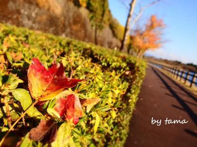 紅葉 田貫湖 まだいいよ♪ もみじフォトとか富士山