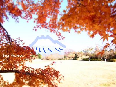 紅葉 田貫湖 まだいいよ♪ もみじフォトとか富士山