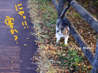 田貫湖で出会った猫♪ 景気は まだだにゃ・・・・・