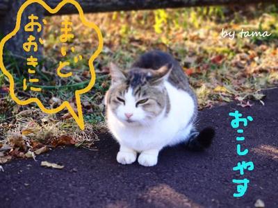 田貫湖で出会った猫♪ 景気は まだだにゃ・・・・・